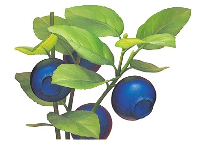 bilberry_ol