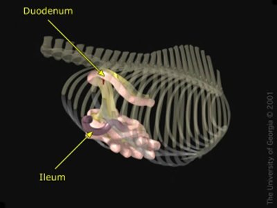 ileum3_jpg