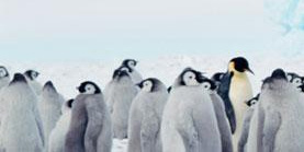 Penguins