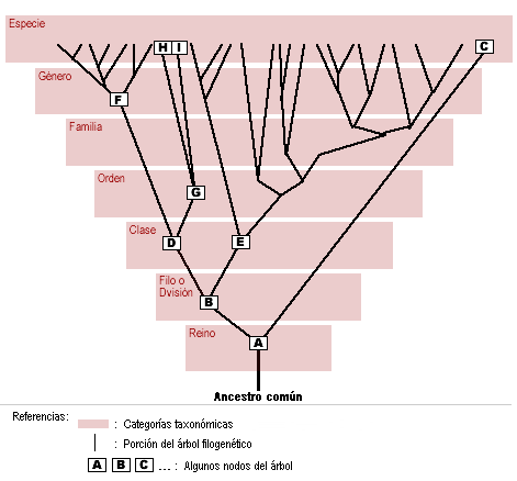 Forma Correcta De Escribir Un Nombre Cientifico